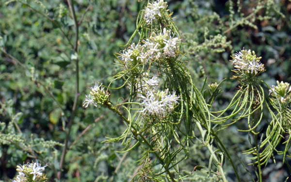 Thelypodium wrightii, Wright's Thelypody, Southwest Desert Flora